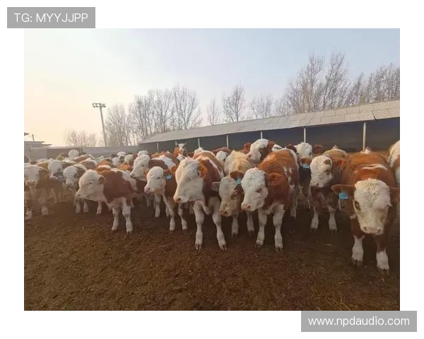 尊龙凯时人生就是搏 官网介绍最新版本更新内容与优惠福利